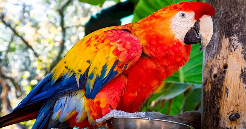 Care sunt speciile de papagali vorbitori?