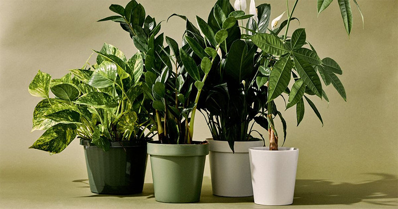 Curiozități despre plante - lucruri interesante despre calitățile plantelor