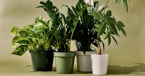 Curiozități despre plante - lucruri interesante despre calitățile plantelor