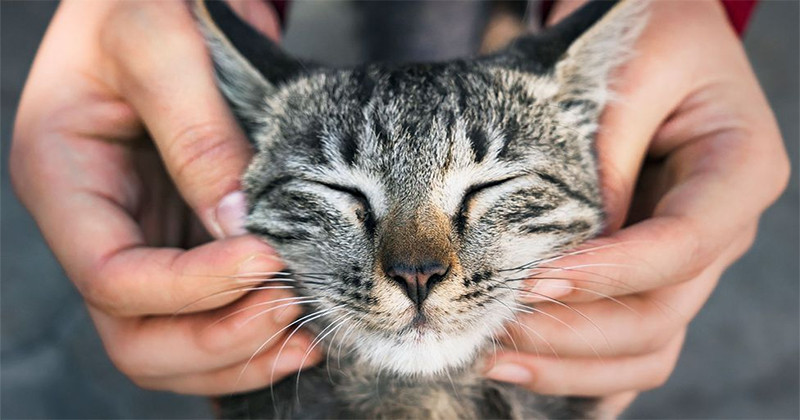 Pisica - cel mai impresionant animal domesticit de om
