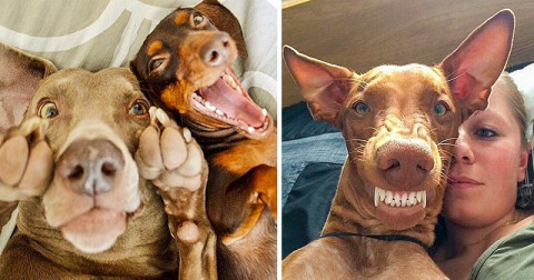 23 de animale care stăpânesc arta selfie-ului perfect