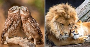 20 de Cupluri de Animale care Dovedesc că Dragostea Există