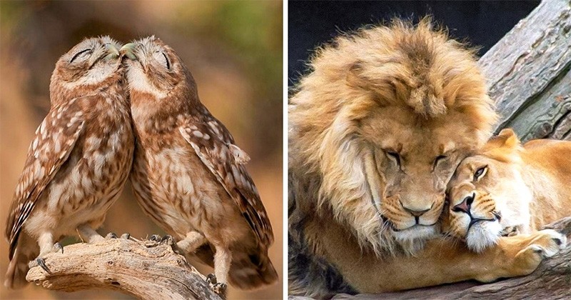 20 de Cupluri de Animale care Dovedesc că Dragostea Există