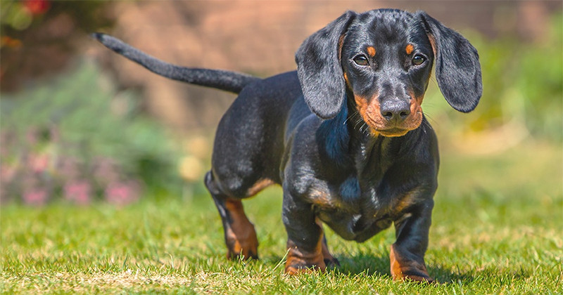Rasa Dachshund – personalitatea celui mai cunoscut câine de vânătoare