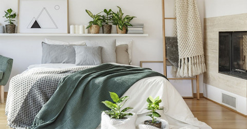 Plante recomandate în dormitor - 5 plante care te ajută să ai un somn liniștit