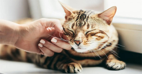 De ce torc pisicile? Marele secret al felinelor