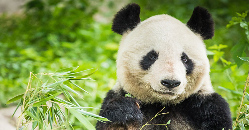 10 Animale pe Cale de Disparitie