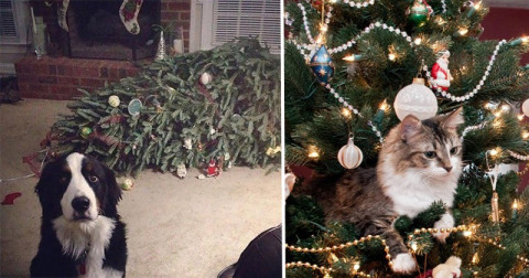 21 De Ocazii Când Animalele s-au Purtat ca un Grinch Când Au Văzut un Brad de Crăciun
