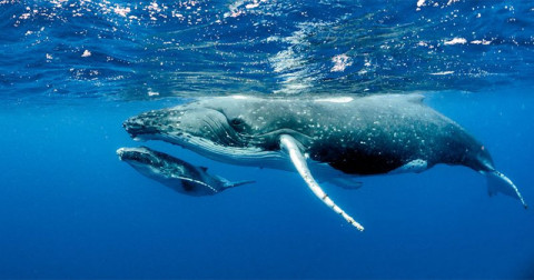 10 lucruri interesante pe care sigur nu le ştiai despre balene