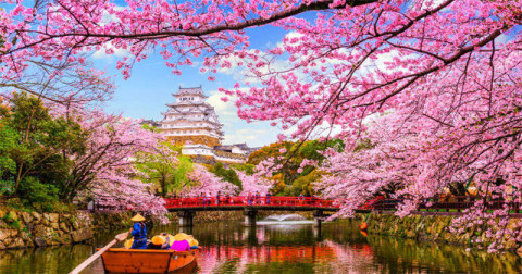 Sakura - simbol al Japoniei