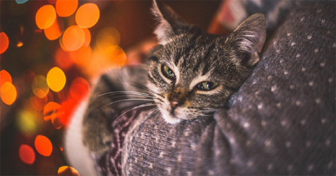 Felinoterapia: oare pisicile pot fi terapeuți adevărați? Iată ce spun experții.