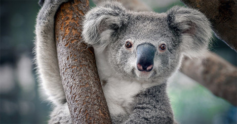 Ursul koala nu este, de fapt, un urs. Curiozități și lucruri mai puțin știute