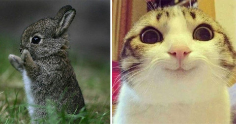 19 animale care sunt atât de adorabile, încât merită să câștige un Oscar