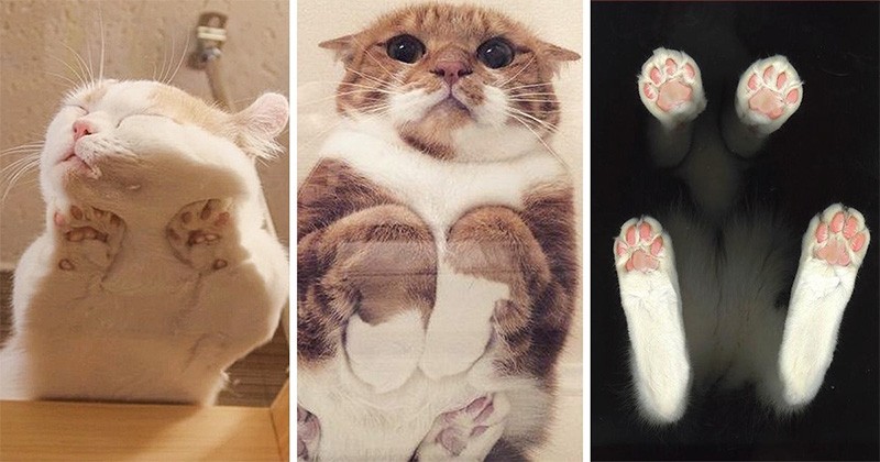 20 De Fotografii Care Dovedesc că Pisicile Arată Drăguț din Orice Unghi