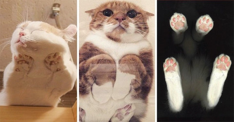20 De Fotografii Care Dovedesc că Pisicile Arată Drăguț din Orice Unghi