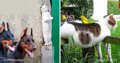 31 Imagini care Dovedesc că Pisicile Sunt Niște Creaturi Hilare
