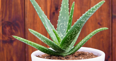 Sigur nu știai despre ALOE VERA - 9 beneficii incredibile