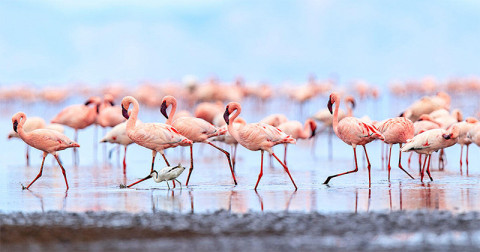 De ce păsările flamingo sunt roz?